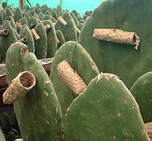 Schildlauszucht in Mexiko Foto: wikipedia