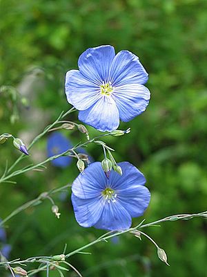 Gemeiner Flachs Foto: wikipedia